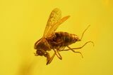Three Flies (Chironomidae, Sciaridae & Empididae) in Baltic Amber #163460-3